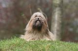 LHASSA APSO 262
